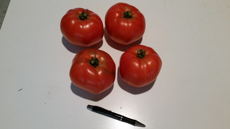 Tomatoes - Late Season
